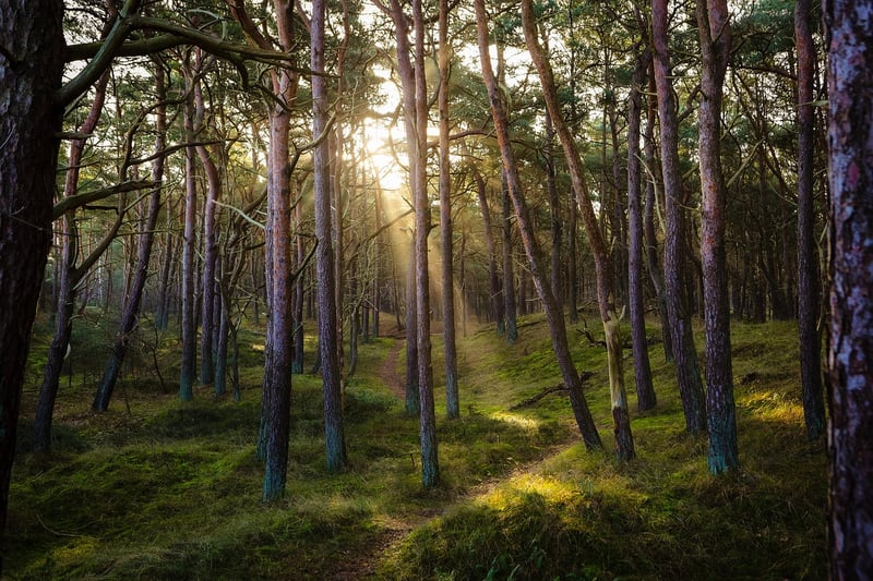 Walking in nature