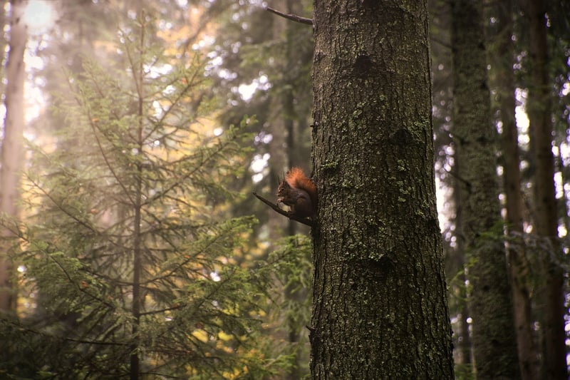 Mindful walking in nature
